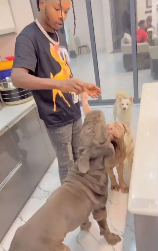 “Dogs dey enjoy pass human” – Nigerians reacts to video of singer, Naira Marley feeding his dogs (Video)