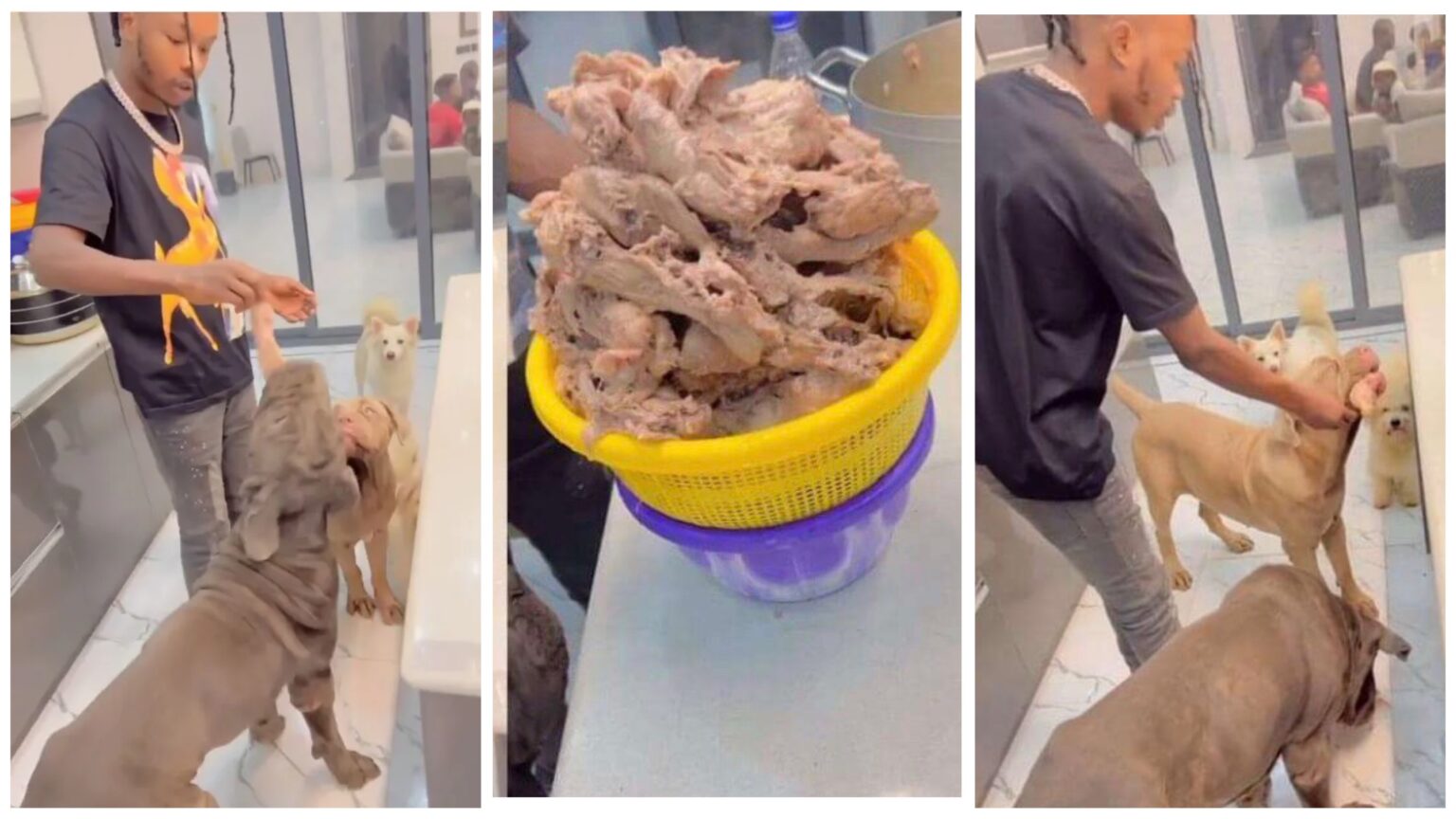 “Dogs dey enjoy pass human” – Nigerians reacts to video of singer, Naira Marley feeding his dogs (Video)