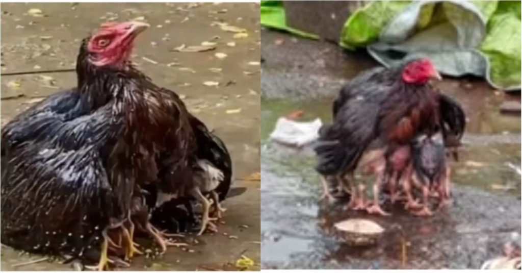 "The Role Of A Mother Can Not Be Underestimate" Mother Hen Shelters Her Chicks in the Rain With Her Feeders