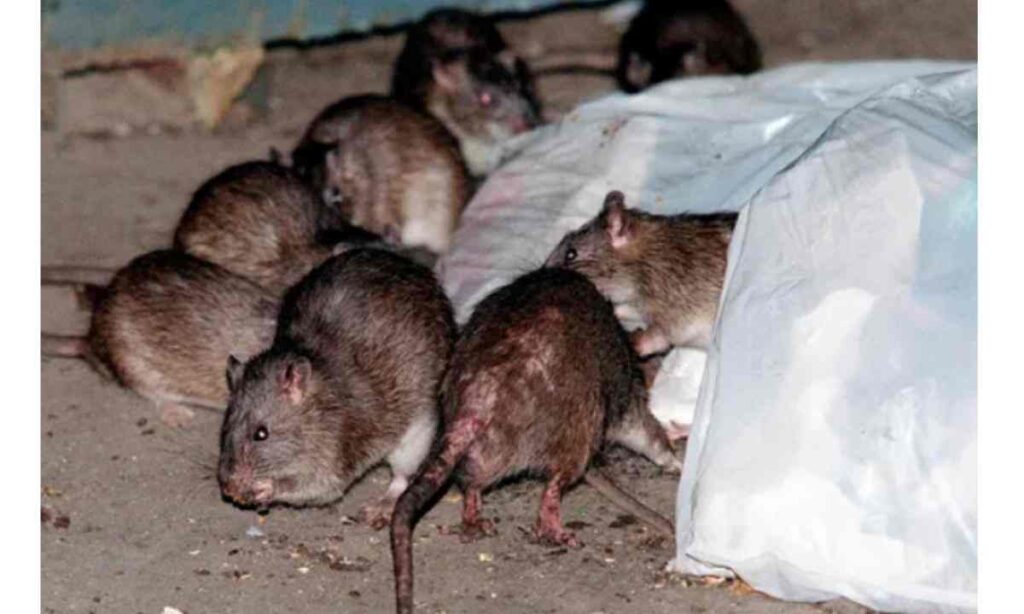 ‘Submit your CV, we are hiring’ – New York city looking for rat killing expert, pay at N74m