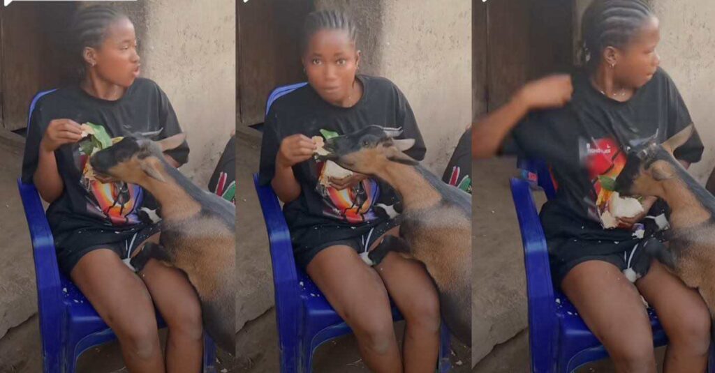 "See What They Turn My Boyfriend Into, I Won't Leave Him"– Trending Video Of Beautiful Nigerian Lady And Her Goat Boyfriend Stirs Reactions (Video)