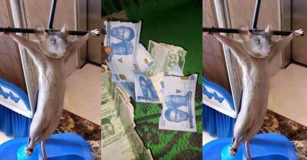 "Your Village People No Even Pity You At All"– Man Complain Bitterly, Punishes Rat For Eating His New Naira Notes