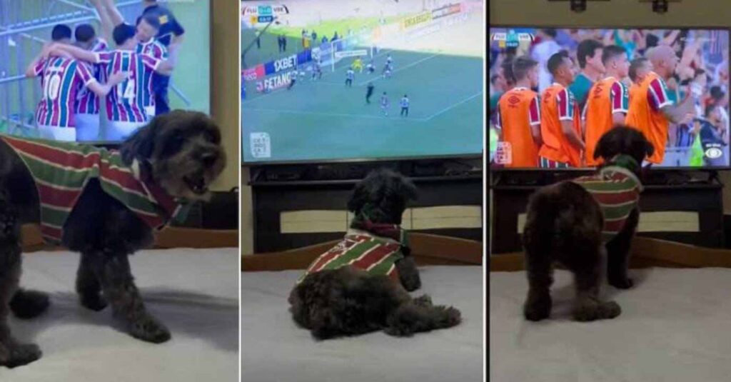 “How is This Possible?” Dog Dances Excitedly While Watching Football Match on TV, Video Goes Viral on TikTok