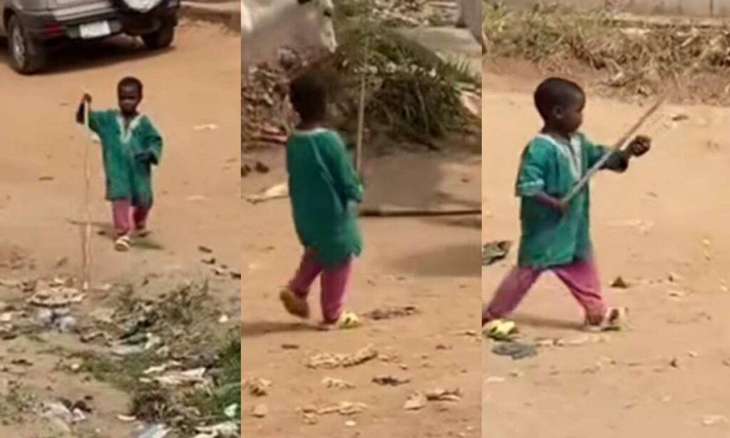 "Small But Might"– Trending Video Of A Adorable Little Shepherd, Leading his Fathers Herds of Cows Goes Viral (Video)